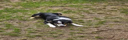 Border Collie dogs for sale: 17 months - lovely Border. in Milton Keynes - Advert 6