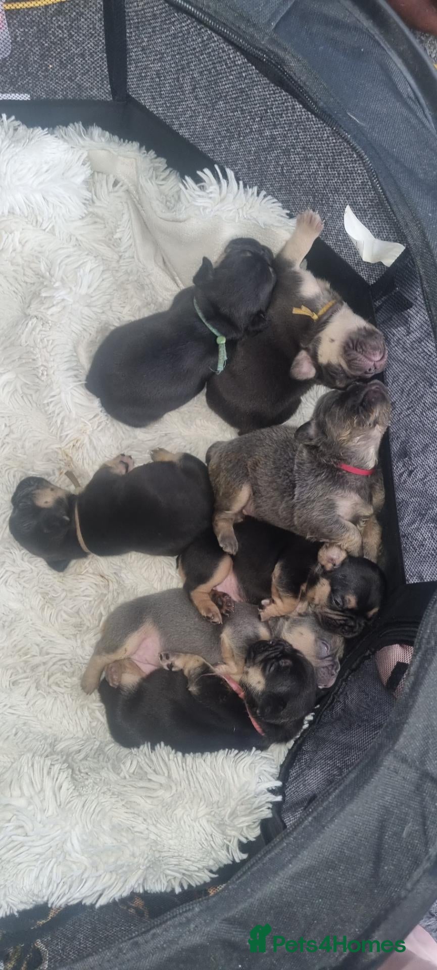 French Bulldog dogs French bulldogs  - Advert 1