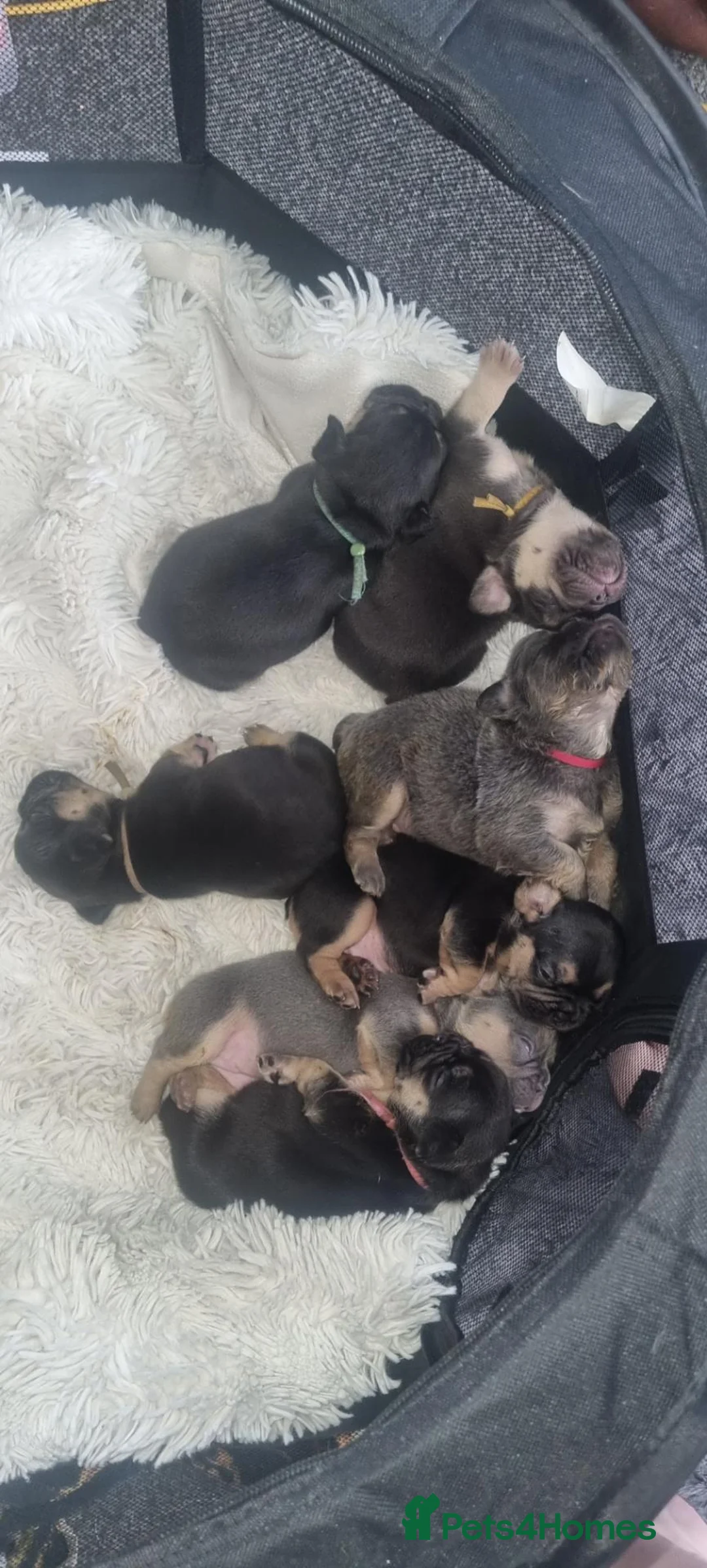 French Bulldog dogs for sale: French bulldogs  in Blackpool - Advert 1