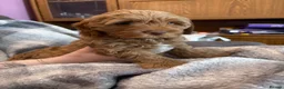 Cockapoo dogs for sale: Last Stunning cockapoo girl ready now - Advert 27