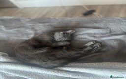Russian Blue cats for sale: A beautiful cat looking for a new home  - Image 3