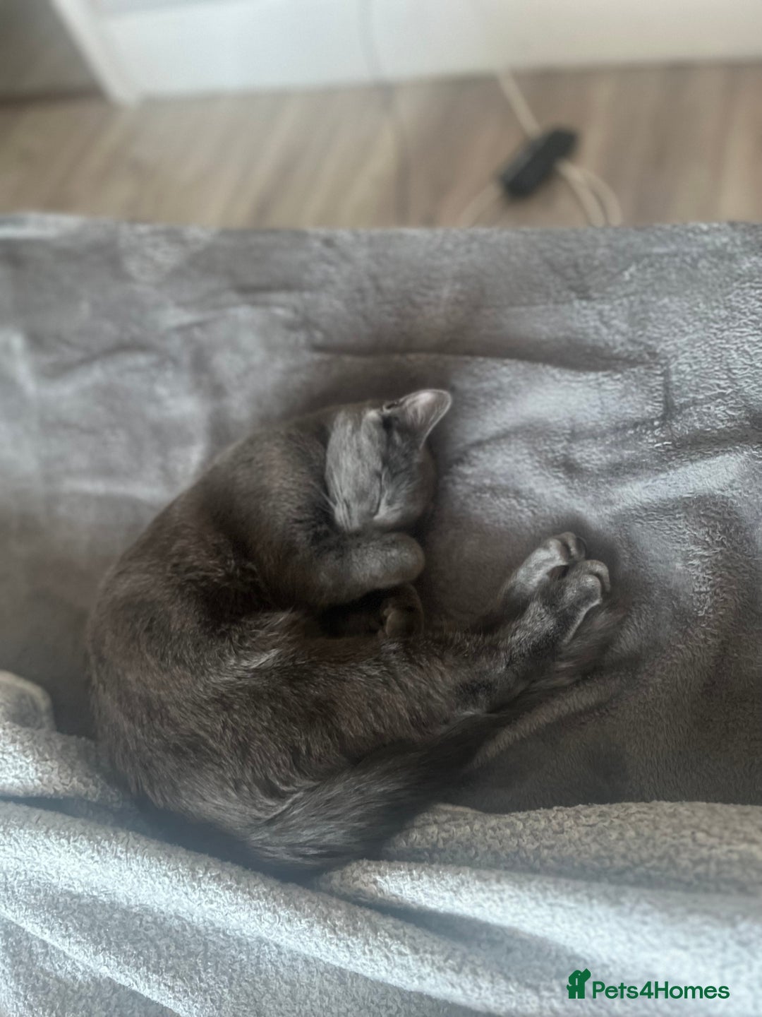 Russian Blue cats for sale: A beautiful cat looking for a new home  - Image 3