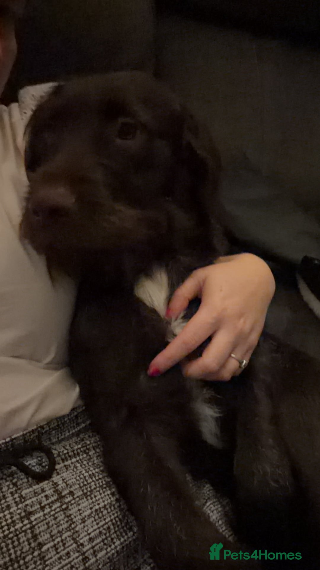 Mixed Breed dogs for sale: Gorgeous dogs, amazing pets & great temperaments!  - Advert 8