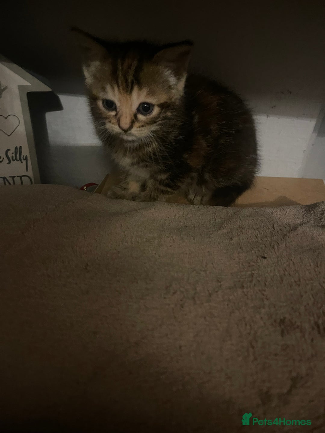 Domestic Shorthair cats for sale: Kittens for sale  - Advert 8