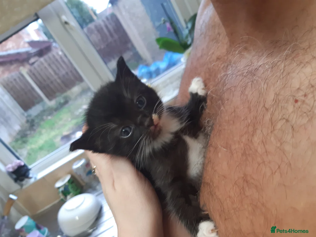 Ragdoll cats for sale: Black fluffy ragdoll x domestic kittens  - Advert 6