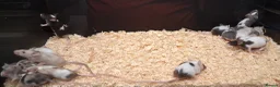 Mixed Breed reptiles for sale: Baby Fancy Pet Mice Females  - Advert 10
