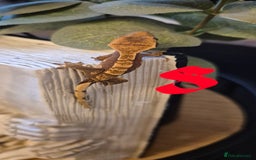 Gecko reptiles for sale: Crested Geckos in Liverpool - Image 13