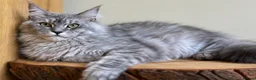 Maine Coon cats for sale: Beautiful Maine Coon females - Advert 6