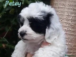 Shihpoo dogs ❤️Beautiful Shihpoo's❤️ - Advert 4