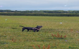 Staffordshire Bull Terrier dogs for sale: 11 month staffy girl - Image 2