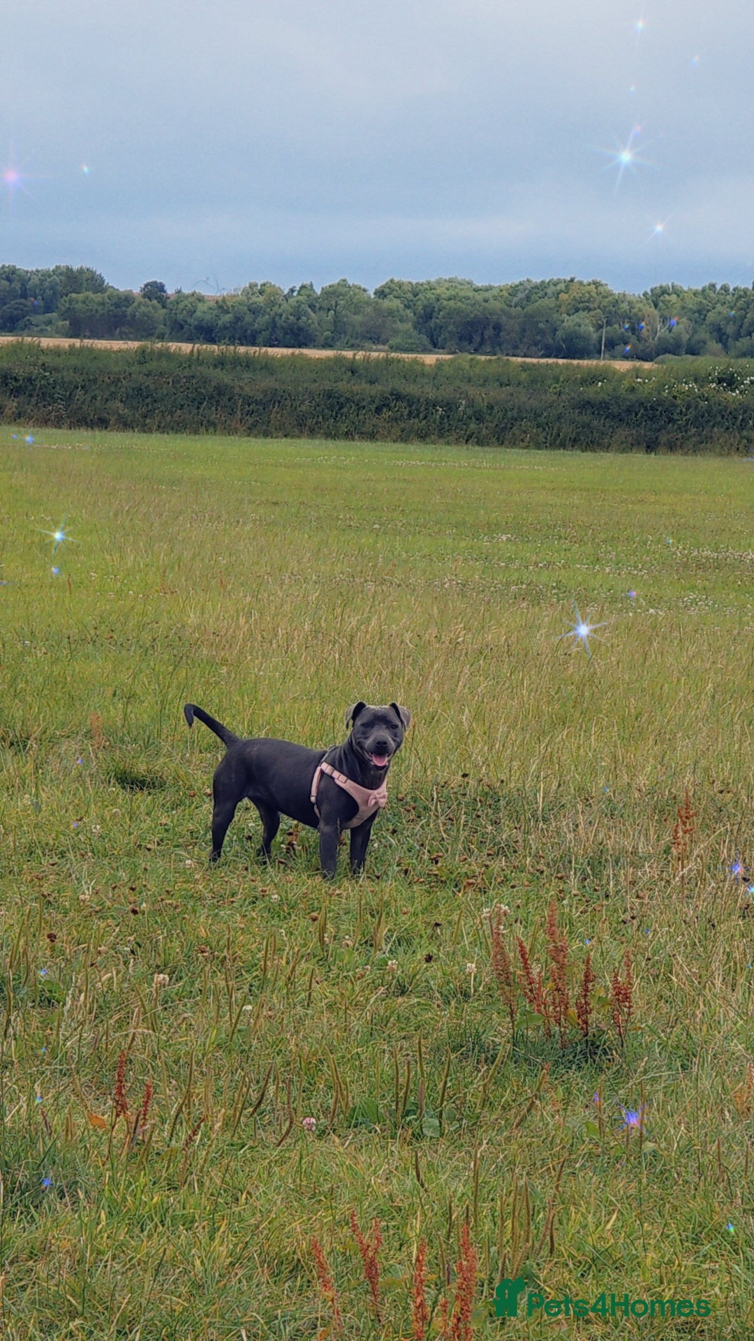 Staffordshire Bull Terrier dogs for sale: 11 month staffy girl - Image 2