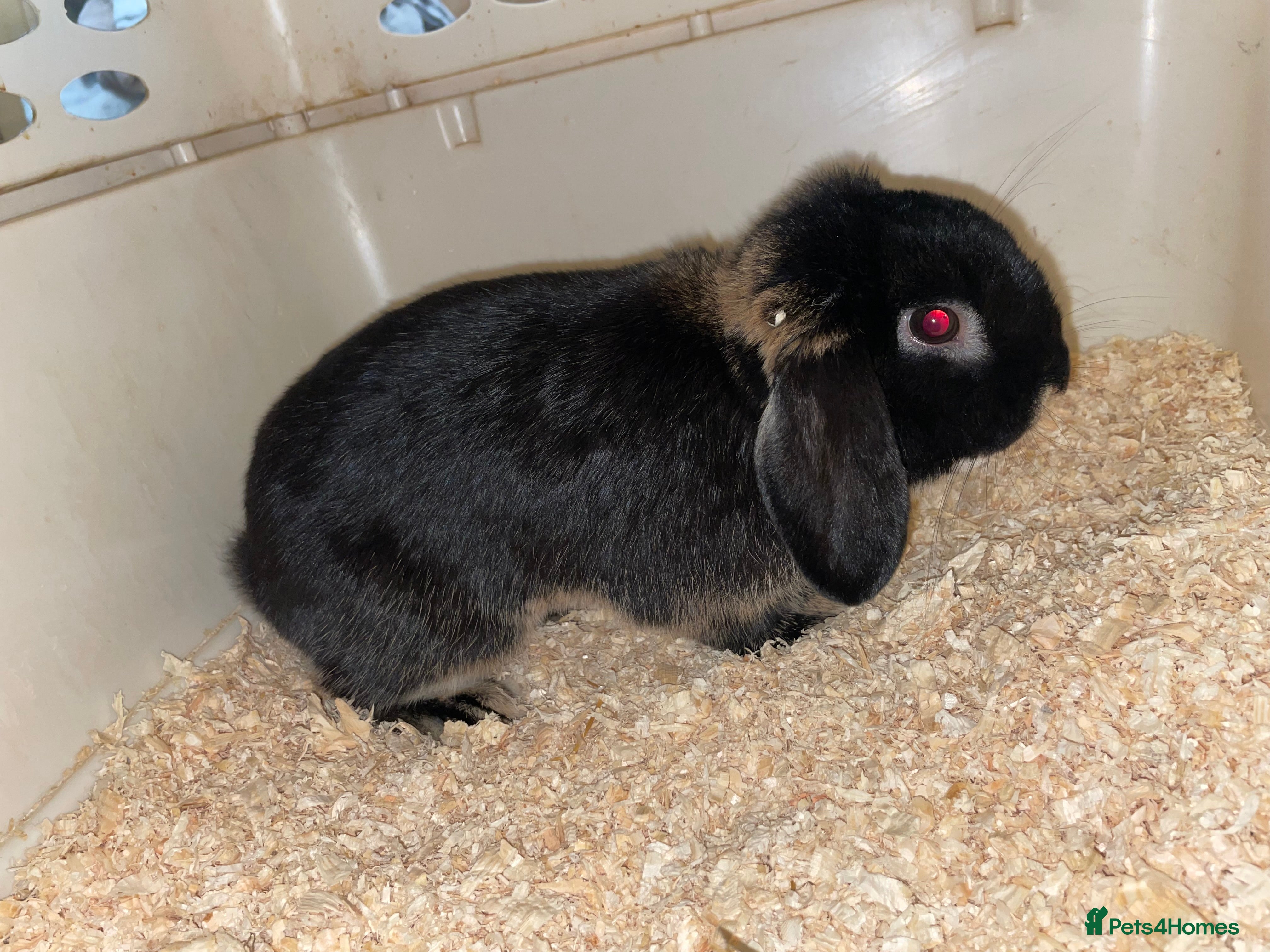Mini Lop rabbits 1 lop boy  - Advert 18