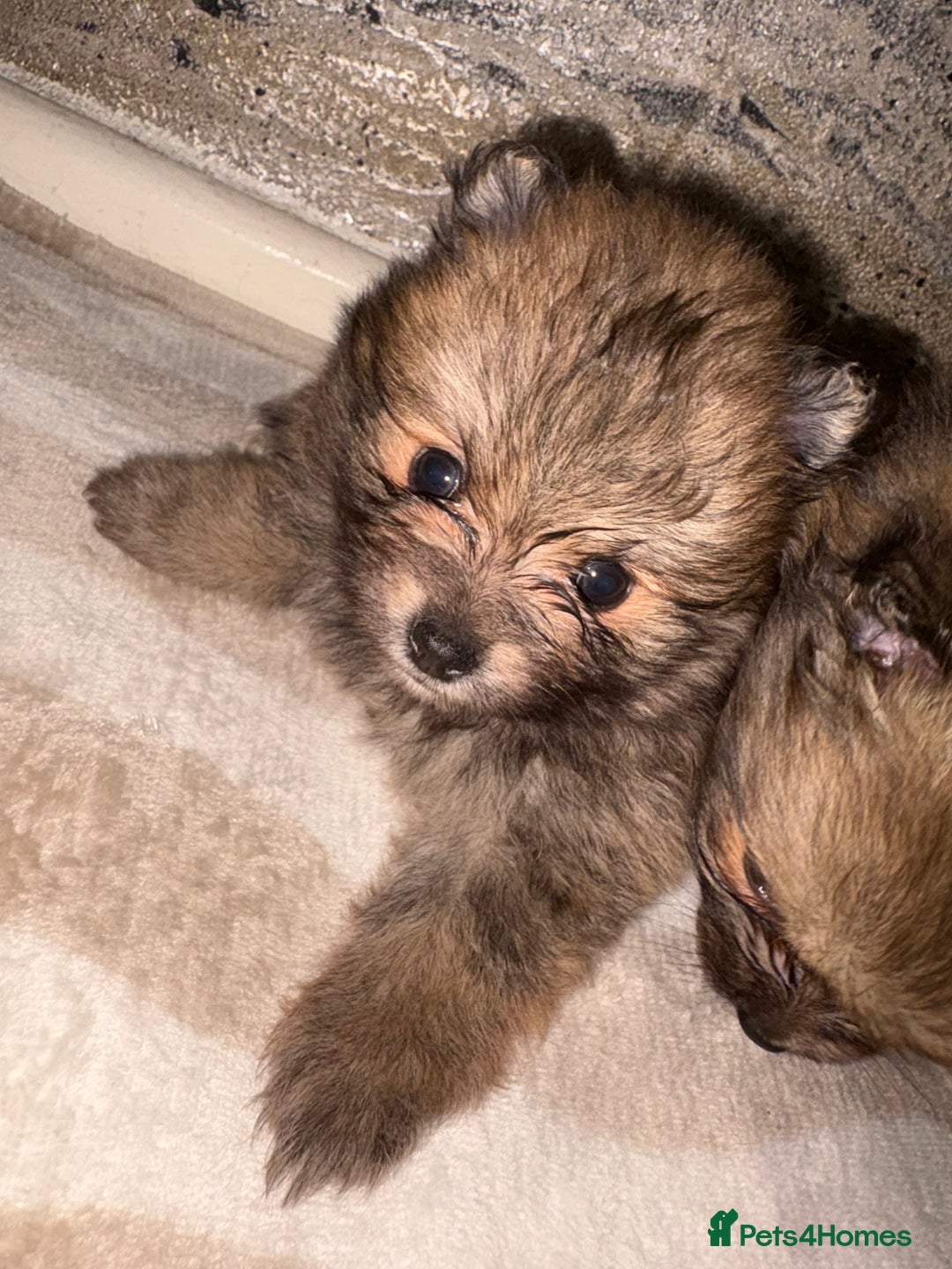 Pomeranian dogs for sale: ** Pomeranian Puppies 🐶🤍🐻🤎 - Image 31