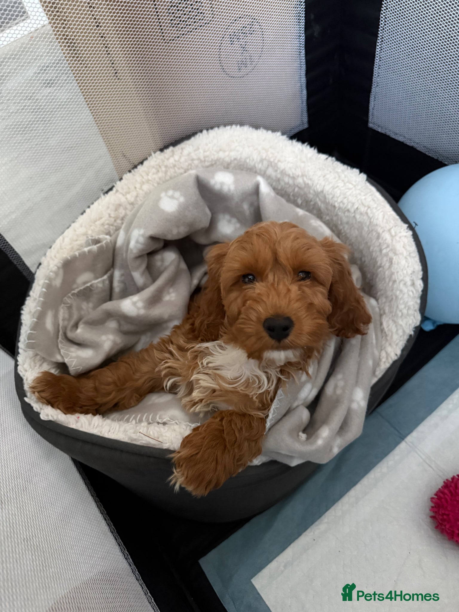 Cockapoo dogs for sale: Ginger the Cockapoo - Advert 7
