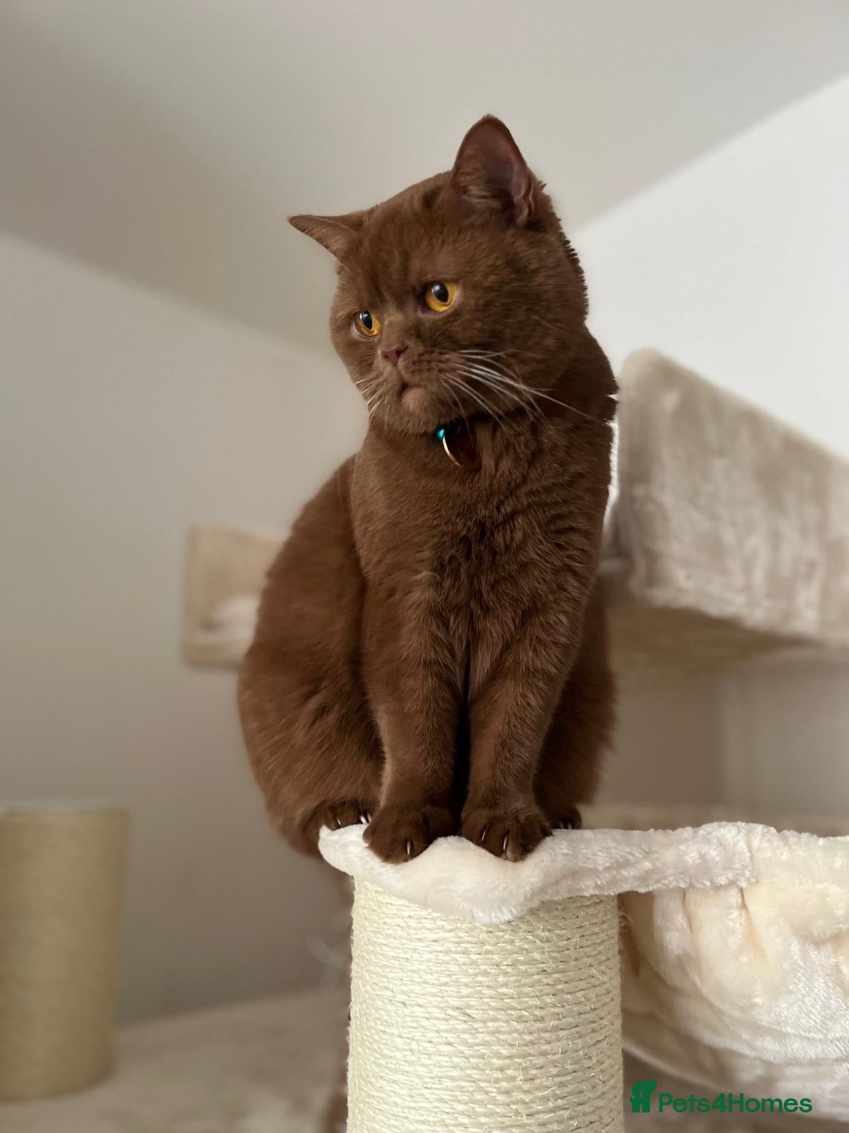 British Shorthair cats 5 Adorable Brown British Shorthair Kittens - Advert 2