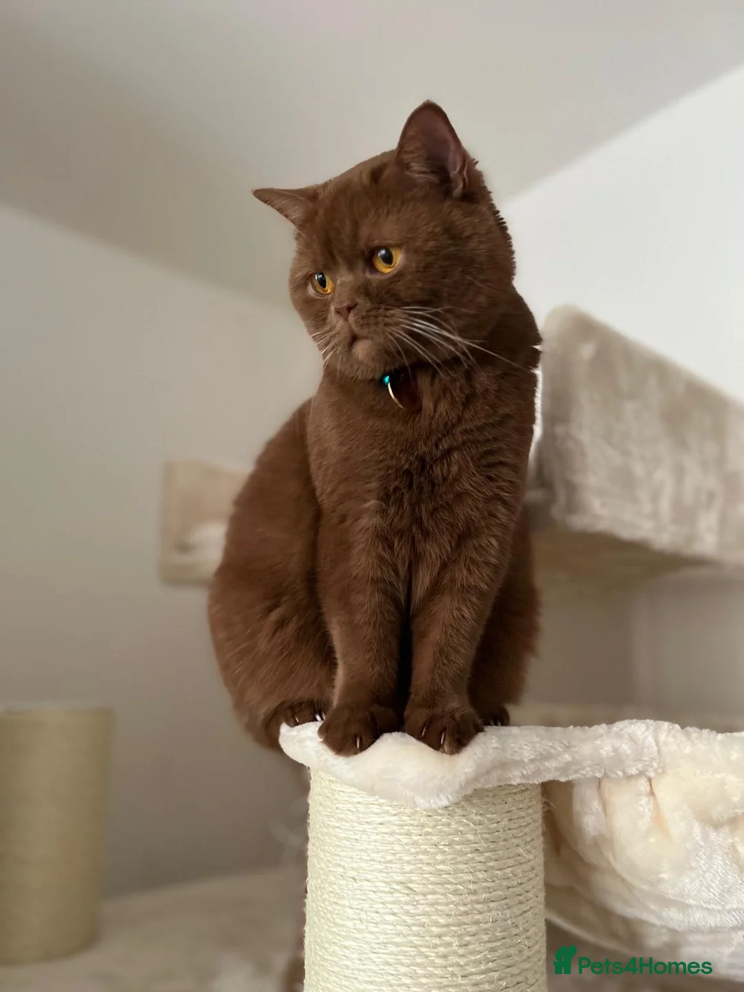 British Shorthair cats for sale: 5 Adorable Brown British Shorthair Kittens - Advert 2