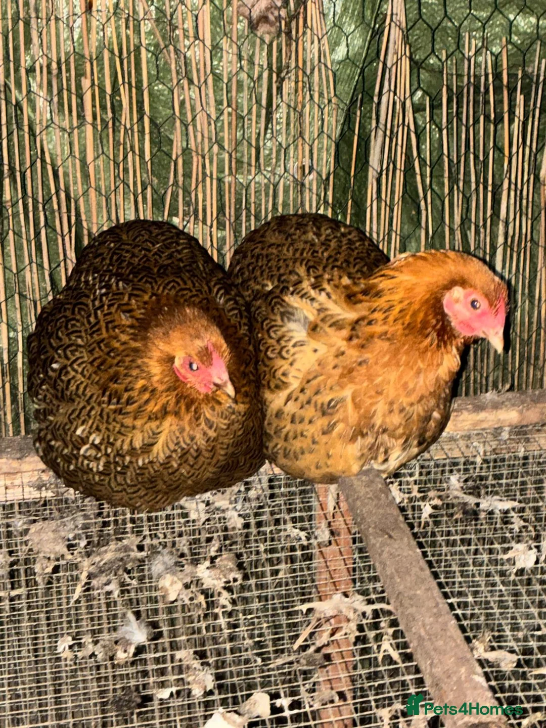 Chickens poultry for sale: 4 chickens  in Exeter - Advert 1