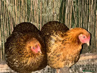 Chickens poultry 4 chickens - Advert 7