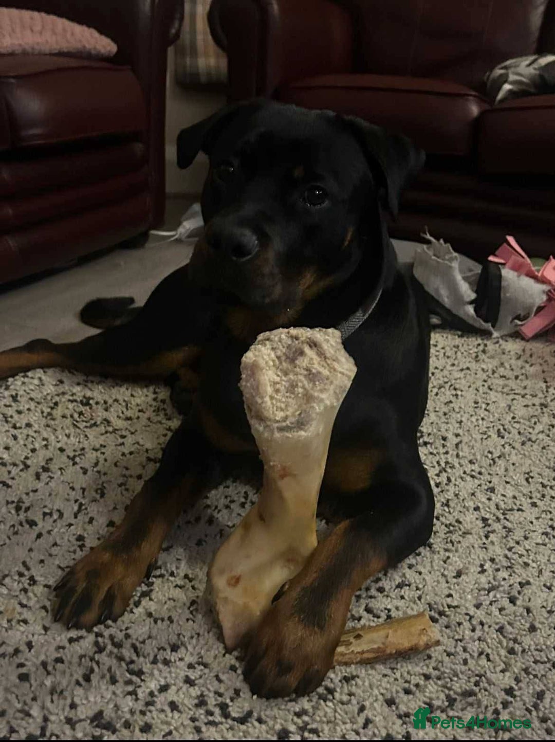 Mixed Breed dogs for adoption: Meet Nova, currently residing in Liverpool  - Advert 12