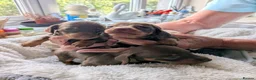 Dachshund dogs for sale: 🐶🐶 Beautiful  Babies ! 🐶🐶 - Advert 10