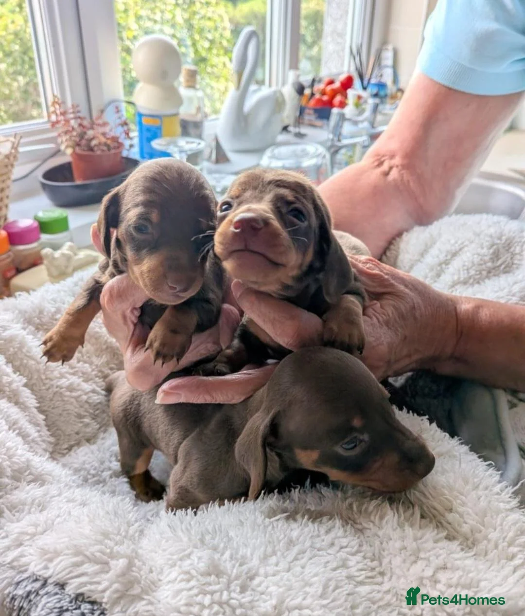 Dachshund dogs for sale: 🐶🐶 Beautiful  Babies ! 🐶🐶 - Advert 10