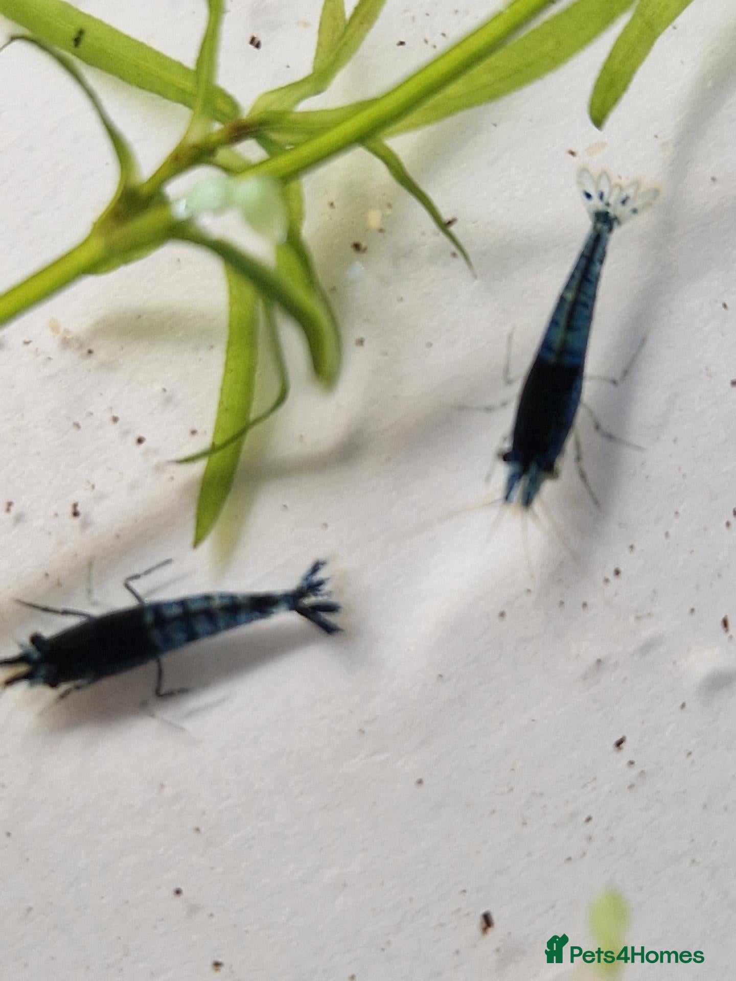 Shrimps fish Blue Velvet Cherry Shrimp – Live Blue Neocaridina  - Advert 2