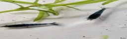 Shrimps fish for sale: Blue Velvet Cherry Shrimp – Live Blue Neocaridina  - Advert 1