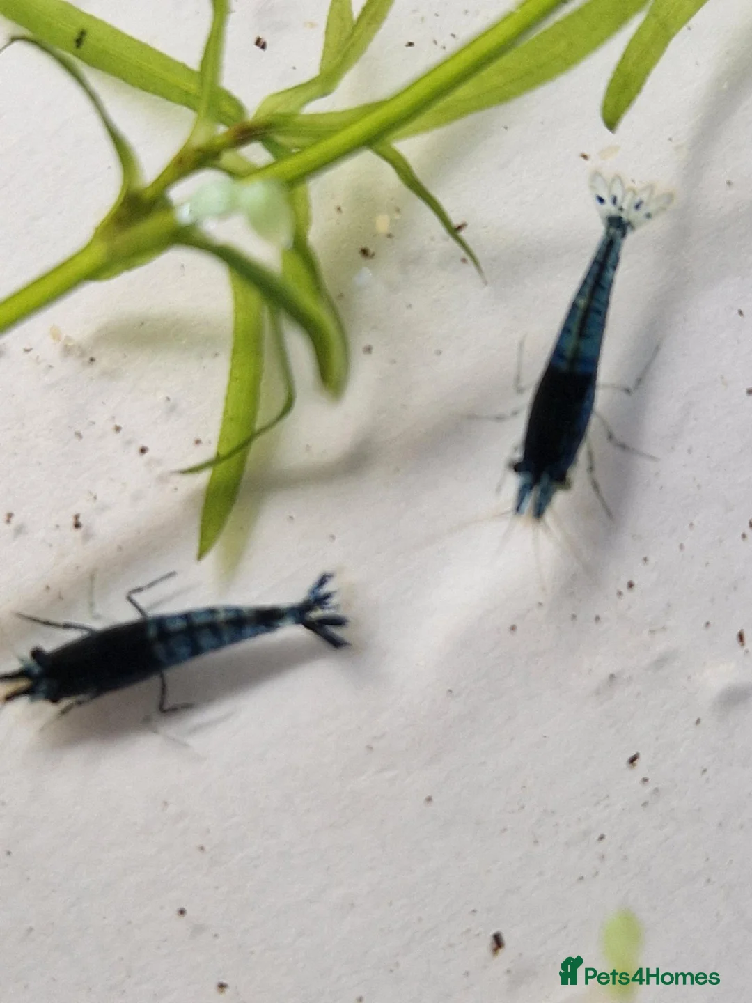 Shrimps fish for sale: Blue Velvet Cherry Shrimp – Live Blue Neocaridina  - Advert 1