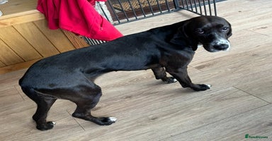 Pointer dogs - Advert 2