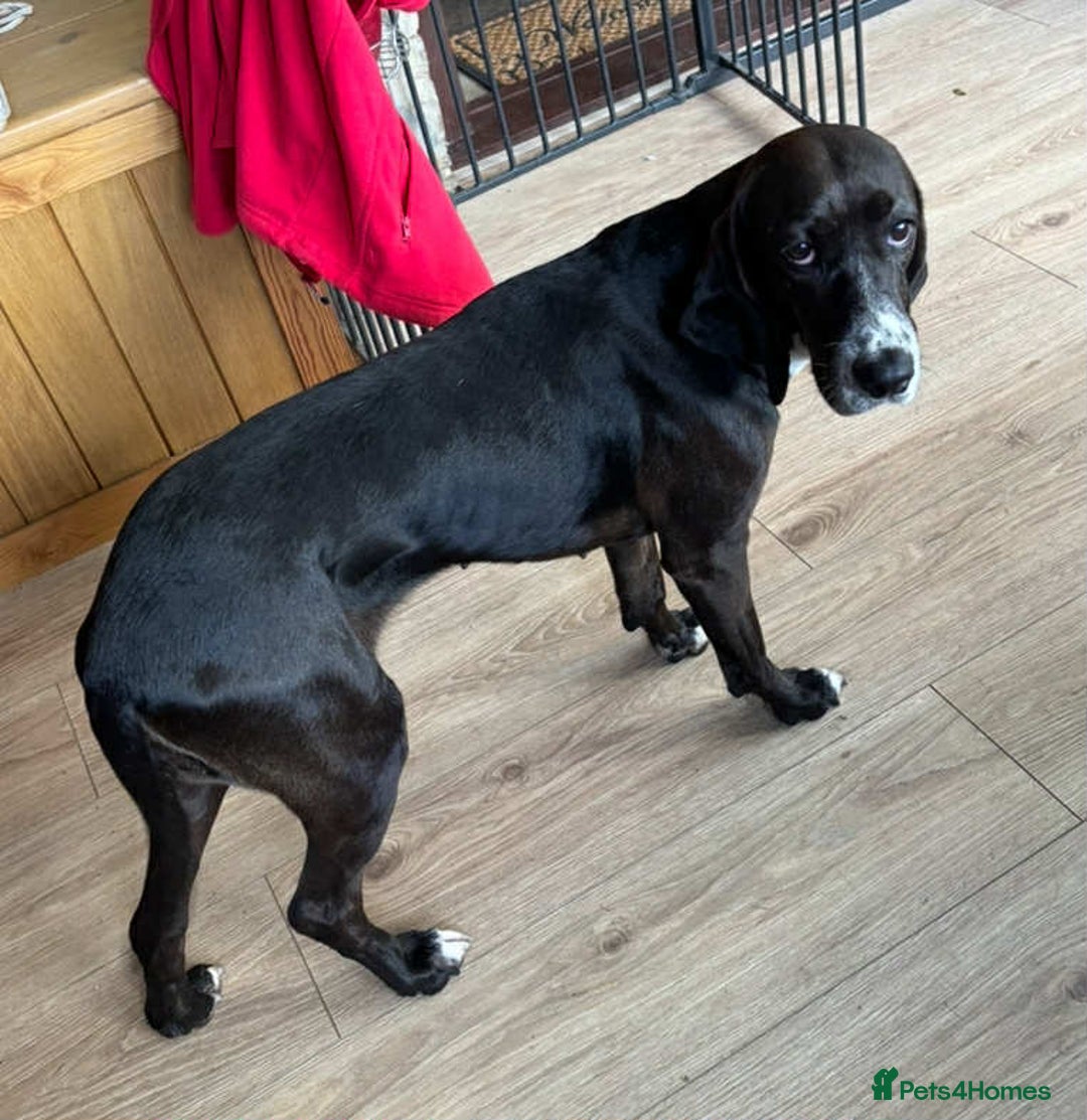 Pointer dogs for adoption: Lily is looking for a perfect home  - Image 3