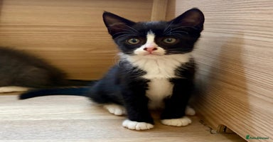British Shorthair cats - Advert 16