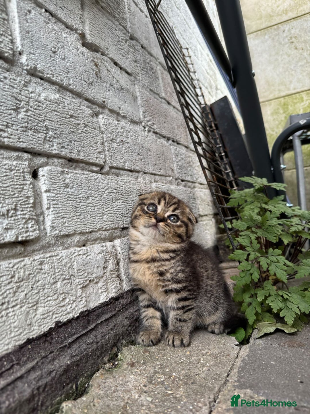 Scottish Fold cats for sale: Beautiful Scottish Fold & Straight Kittens - Image 6