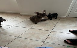 French Bulldog dogs for sale: Fabulous French bulldog  - Image 2