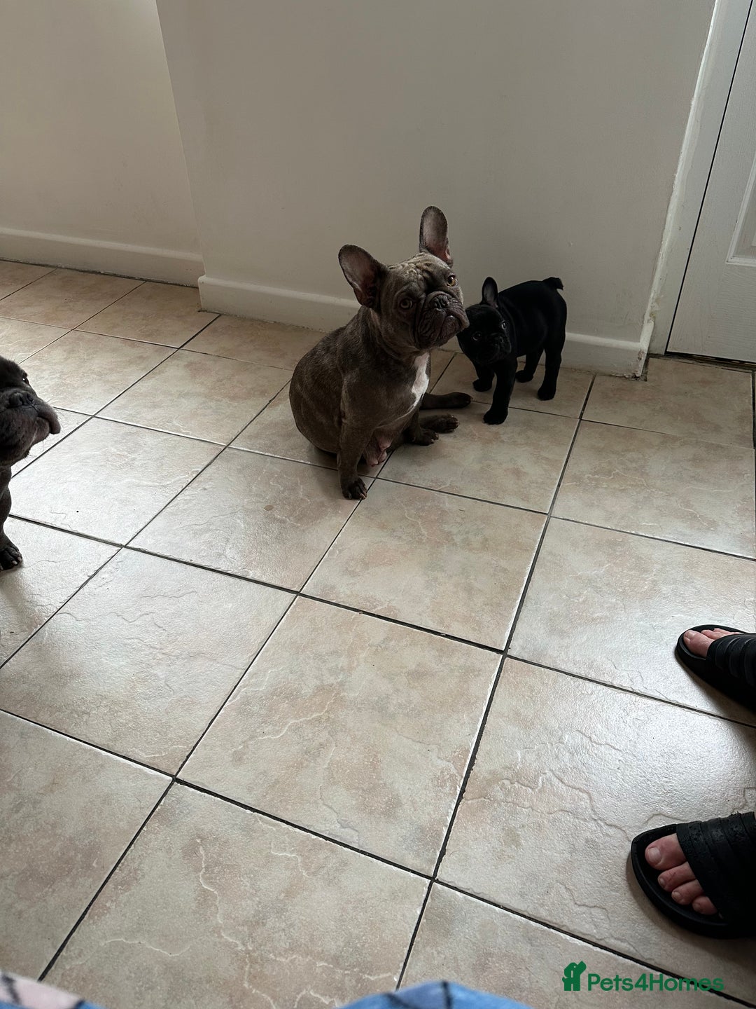 French Bulldog dogs for sale: Fabulous French bulldog  - Image 2