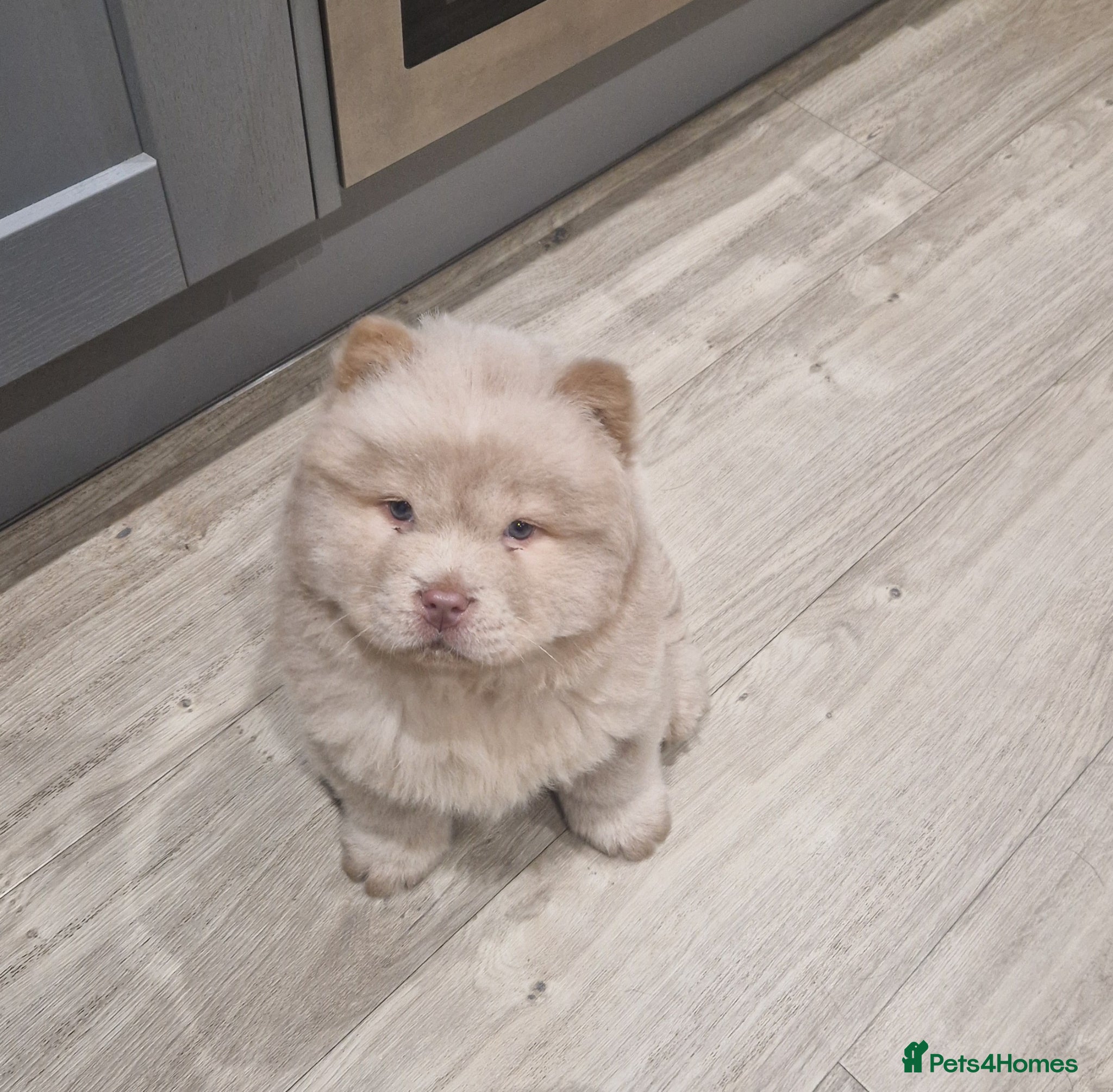 Chow Chow dogs CHOW CHOW MALE PUPPY FOR SALE - Advert 2