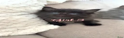 Mixed Breed cats for sale: Mainecoon cross kittens  - Advert 4