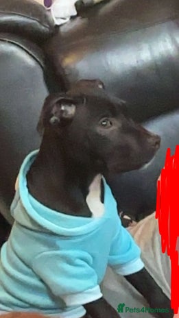 Mixed Breed dogs Staffy pups - Advert 10