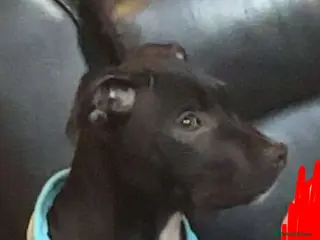 Mixed Breed dogs Staffy pups - Advert 1