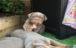 Olde English Bulldogge dogs for sale: 07496730941 : lilac tri Olde English Bulldogges - Image 6