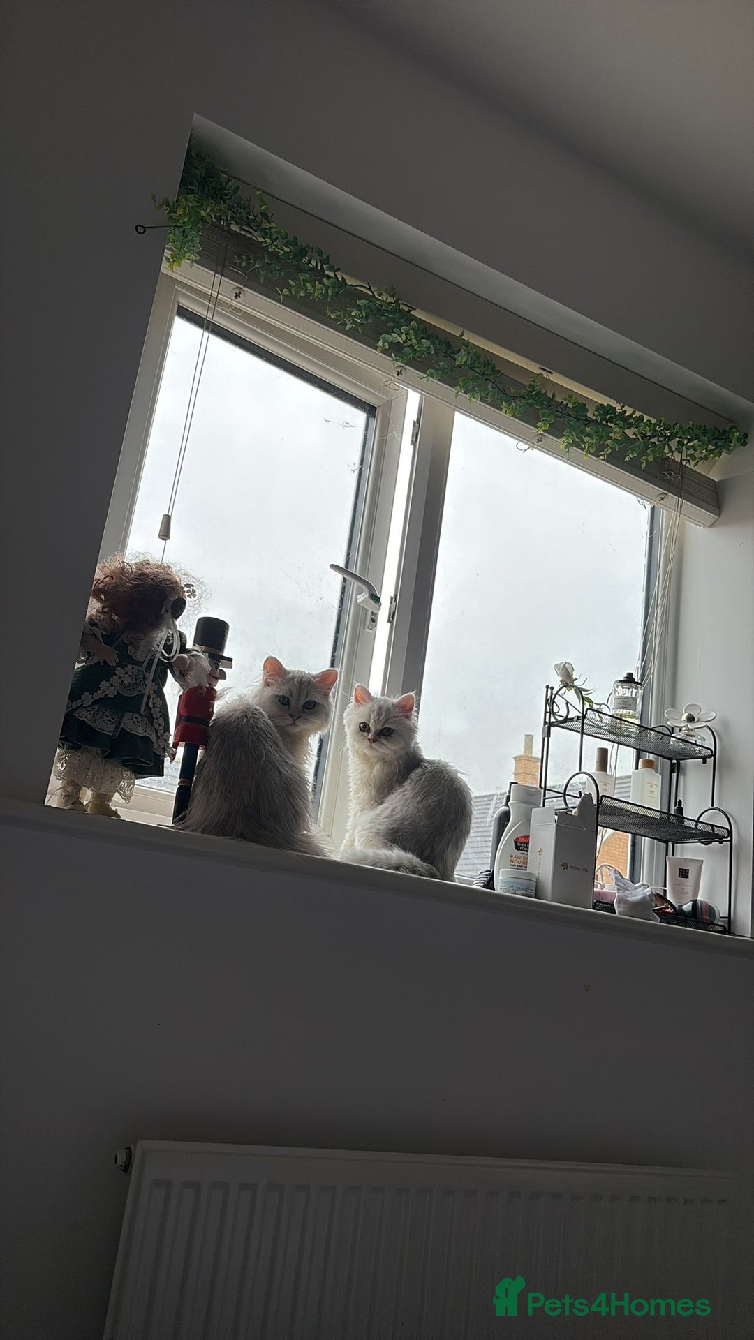 Persian cats for sale: Two stunning Chinchilla Persian Kittens - Advert 4