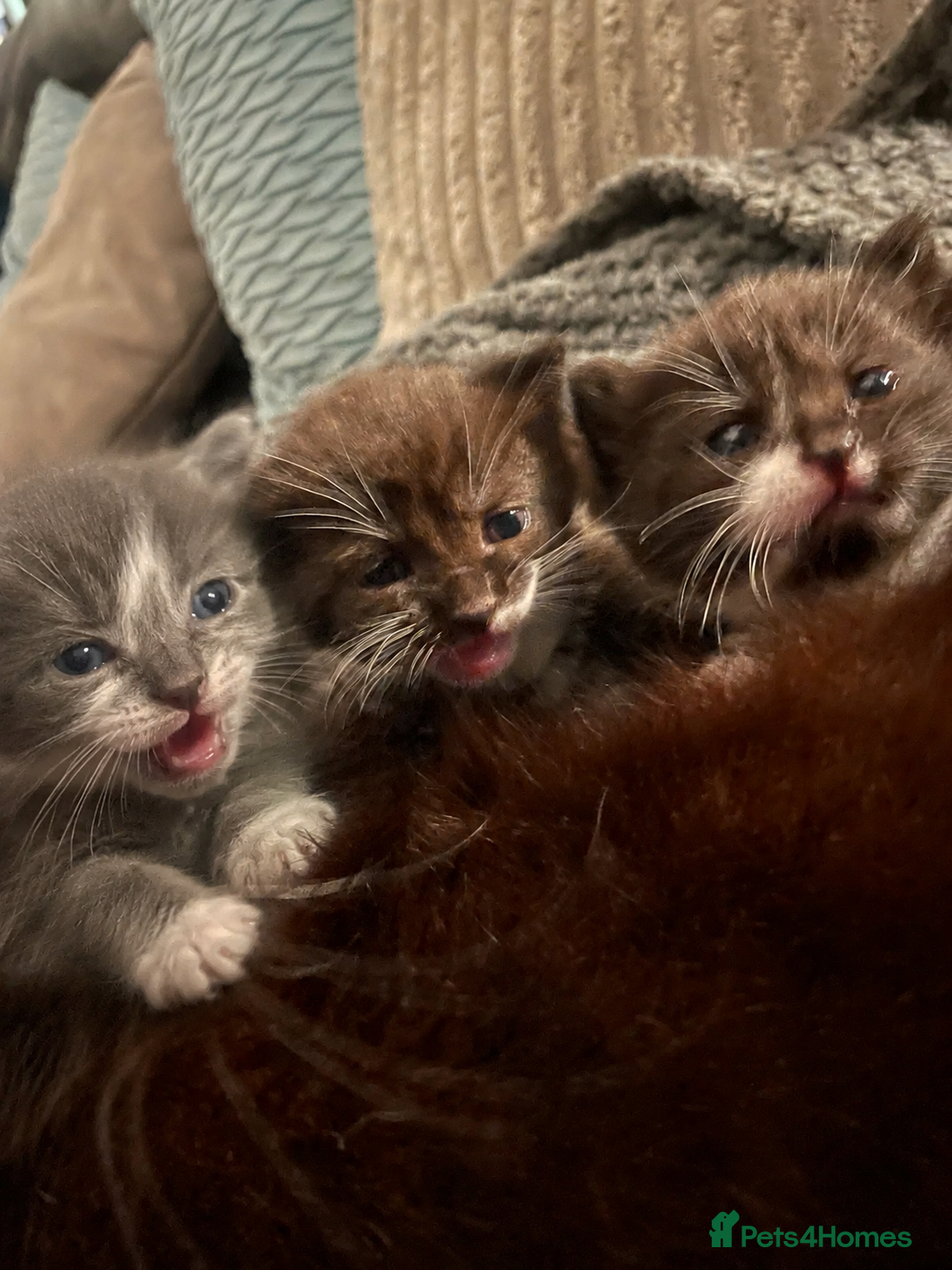 Mixed Breed cats for sale: Three beautiful girls  - Advert 4