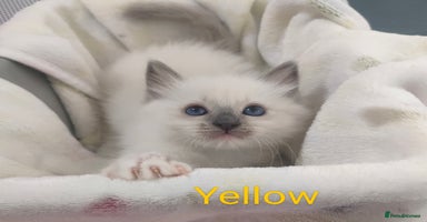 Ragdoll cats - Advert 5