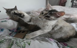 Maine Coon cats for sale: MAINE COON TICA REGISTERED KITTENS READY NOW  - Image 25