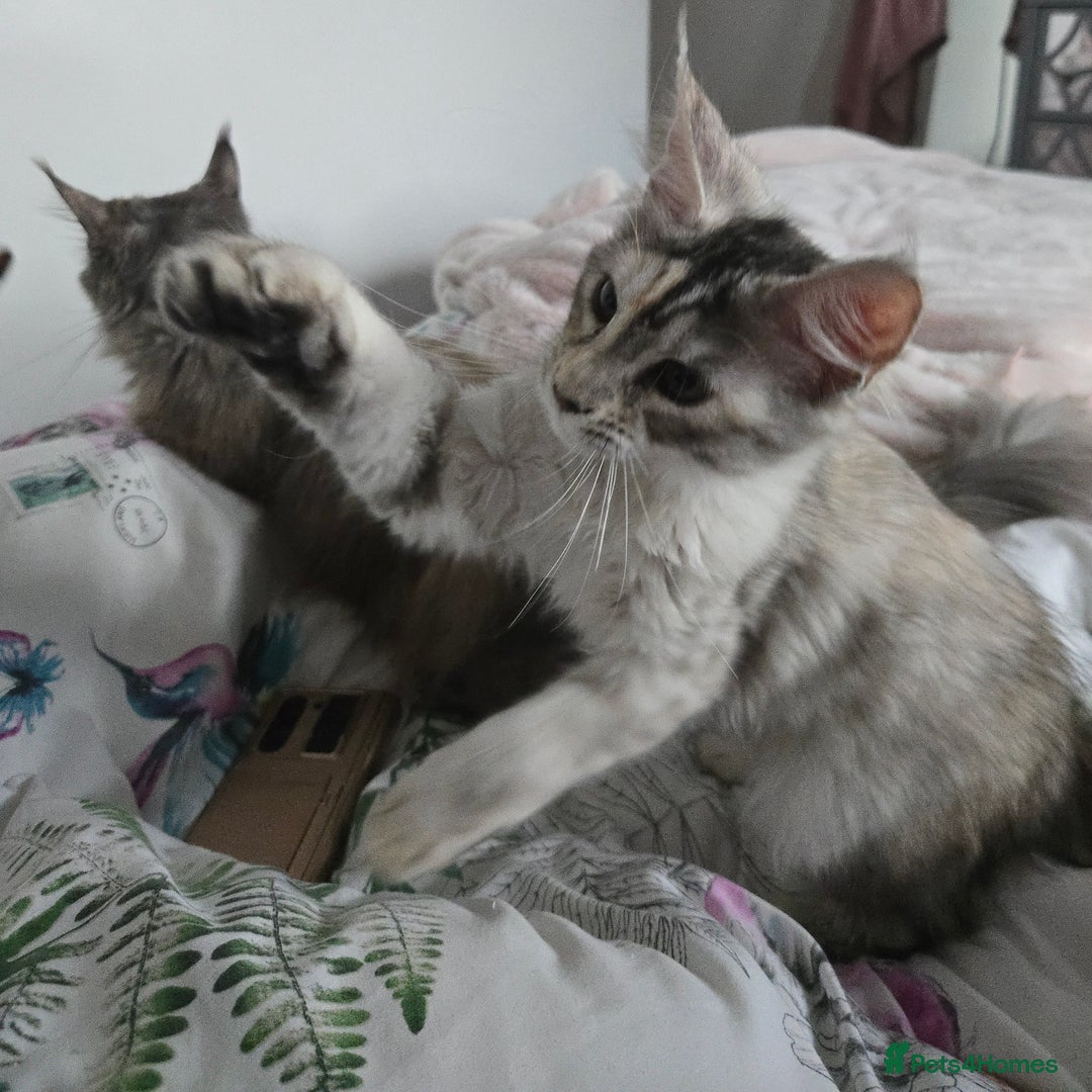 Maine Coon cats for sale: MAINE COON TICA REGISTERED KITTENS READY NOW  - Image 25