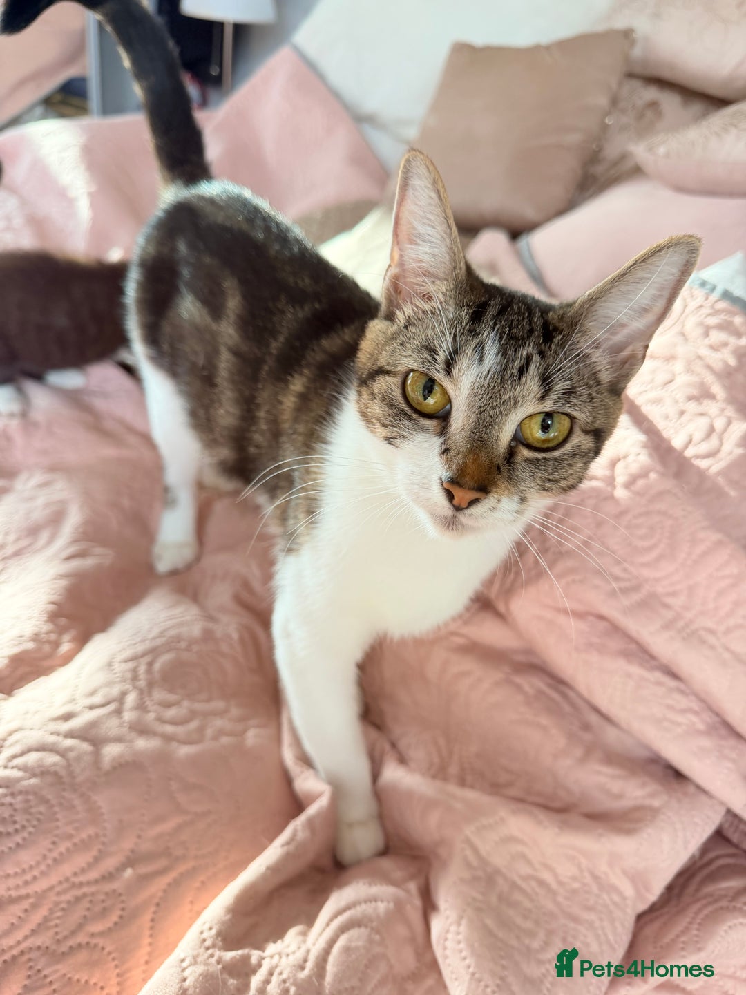 British Shorthair cats for sale: Purr-fect  **  Kittens Ready for new home - Advert 25