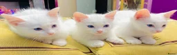 Ragdoll cats for sale: ragdoll kitten different eye colours  - Advert 10