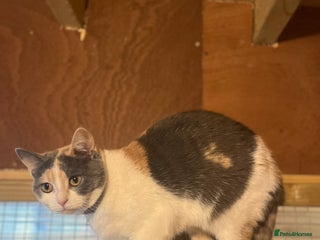 British Shorthair cats British Shorthair x female - Advert 17