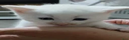 Mixed Breed cats for sale: 5 beautiful white kittens with lovely temperaments - Advert 4