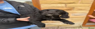 Cocker Spaniel 1
