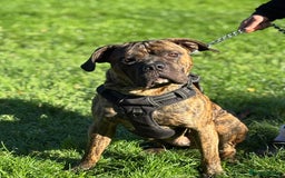 Cane Corso dogs for sale: Cane corso - Image 3